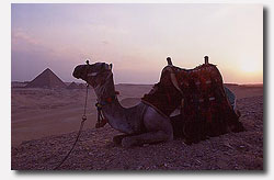 Pyramids Camel Ride